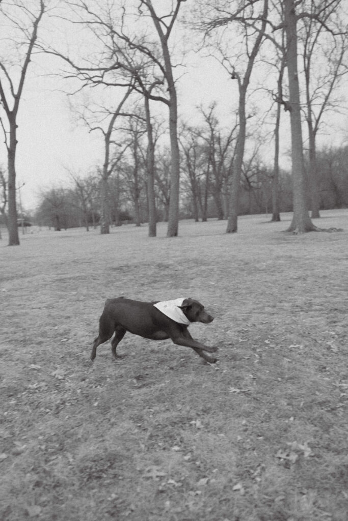 Zayda the dog running through a park during a surprise proposal in Cedar Falls, Iowa.